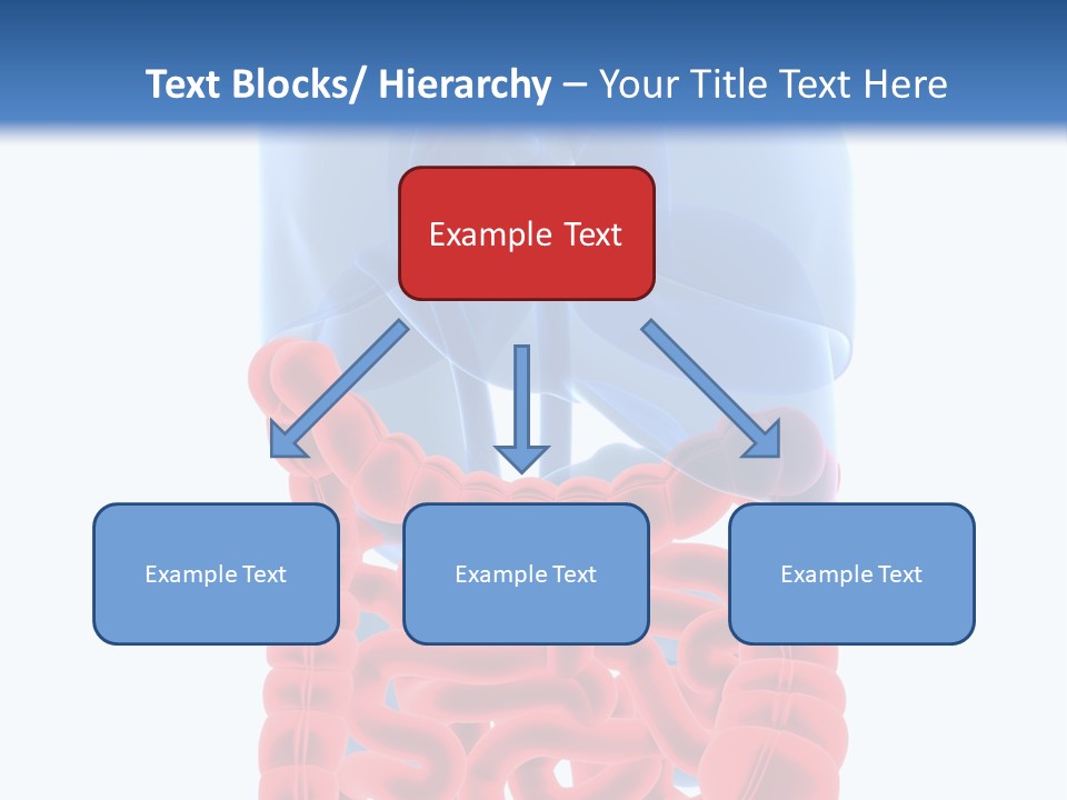 Vitals Organ Biology PowerPoint Template