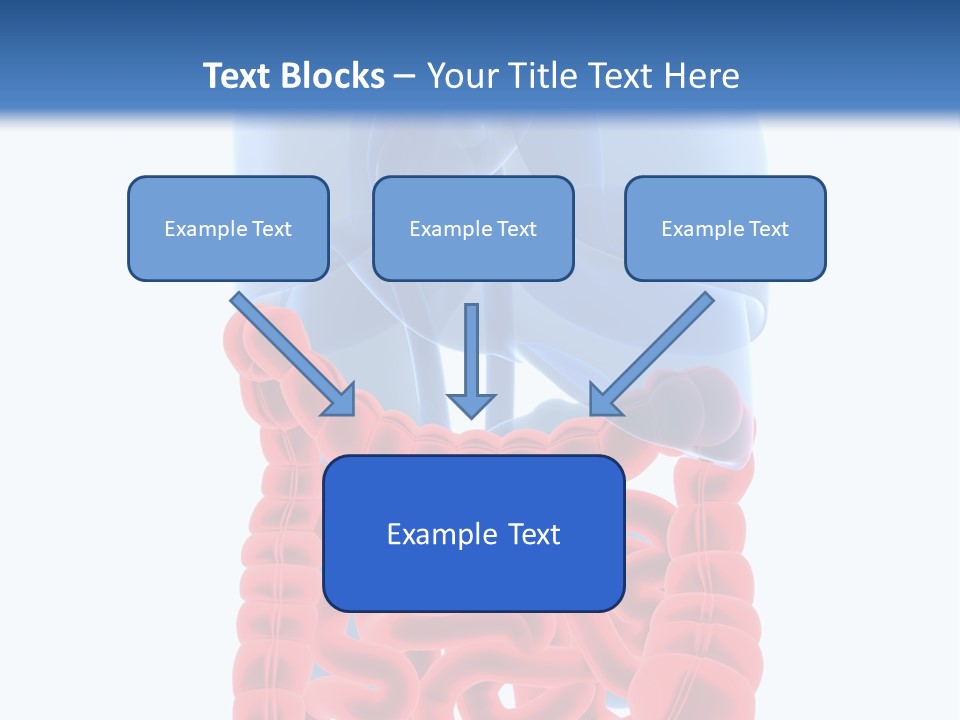 Vitals Organ Biology PowerPoint Template