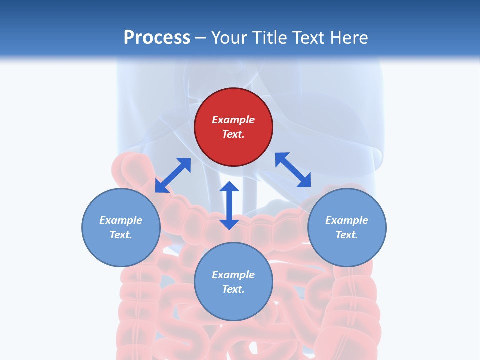 Vitals Organ Biology PowerPoint Template