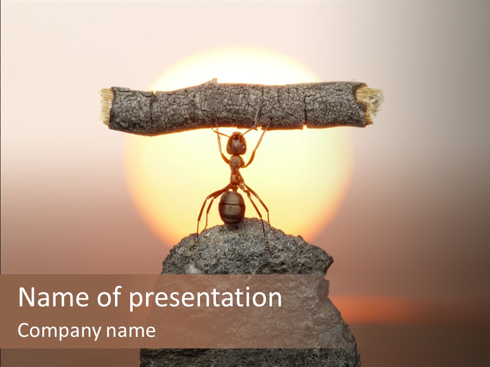 A Ant Carrying A Piece Of Wood On Top Of A Rock PowerPoint Template