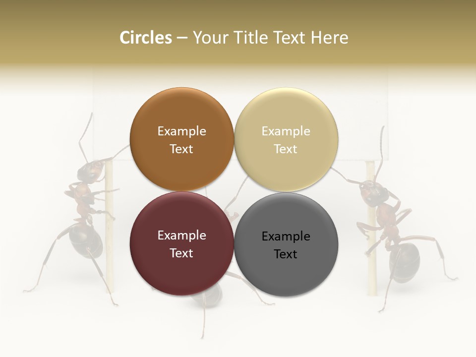A Group Of Ants Standing Next To Each Other PowerPoint Template