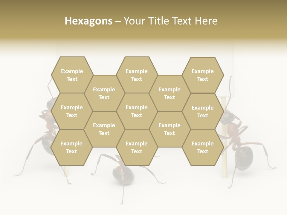 A Group Of Ants Standing Next To Each Other PowerPoint Template
