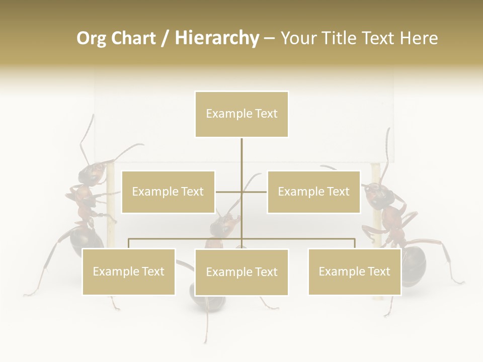 A Group Of Ants Standing Next To Each Other PowerPoint Template