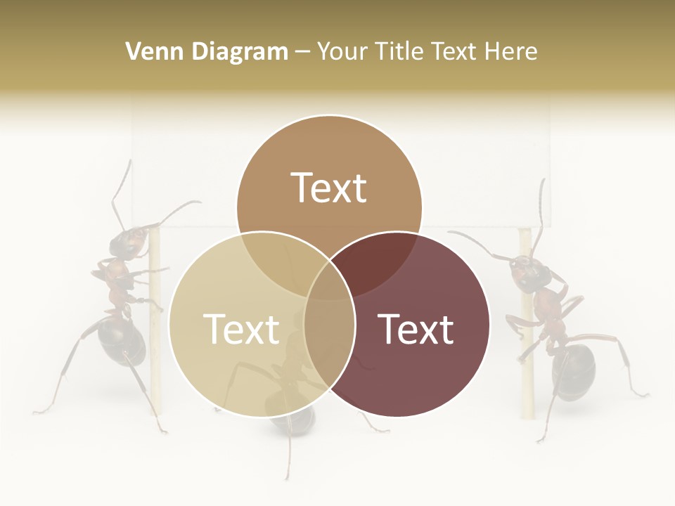 A Group Of Ants Standing Next To Each Other PowerPoint Template
