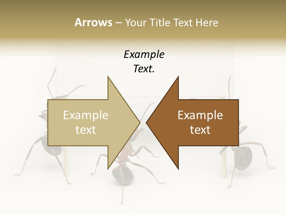 A Group Of Ants Standing Next To Each Other PowerPoint Template