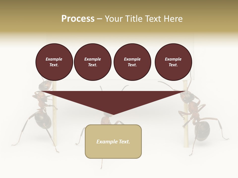 A Group Of Ants Standing Next To Each Other PowerPoint Template