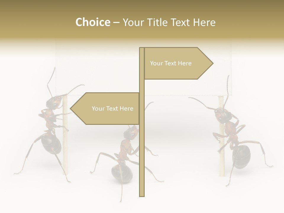 A Group Of Ants Standing Next To Each Other PowerPoint Template