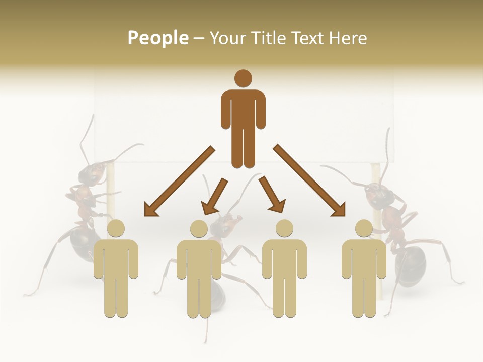 A Group Of Ants Standing Next To Each Other PowerPoint Template