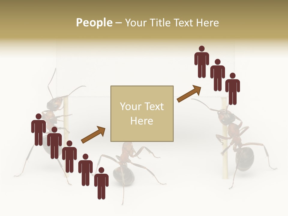 A Group Of Ants Standing Next To Each Other PowerPoint Template