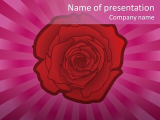 A Red Rose On A Pink Background With Rays PowerPoint Template