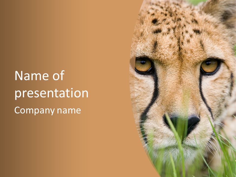 Cheetah Portrait PowerPoint Template