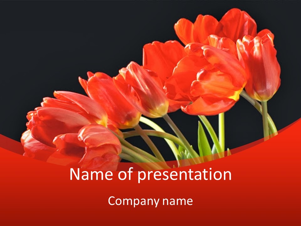 Bouquet Of A Tulips Isolated On A Black Background PowerPoint Template