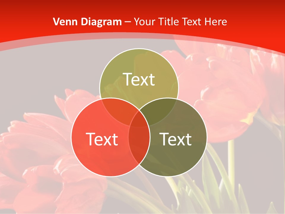 Bouquet Of A Tulips Isolated On A Black Background PowerPoint Template