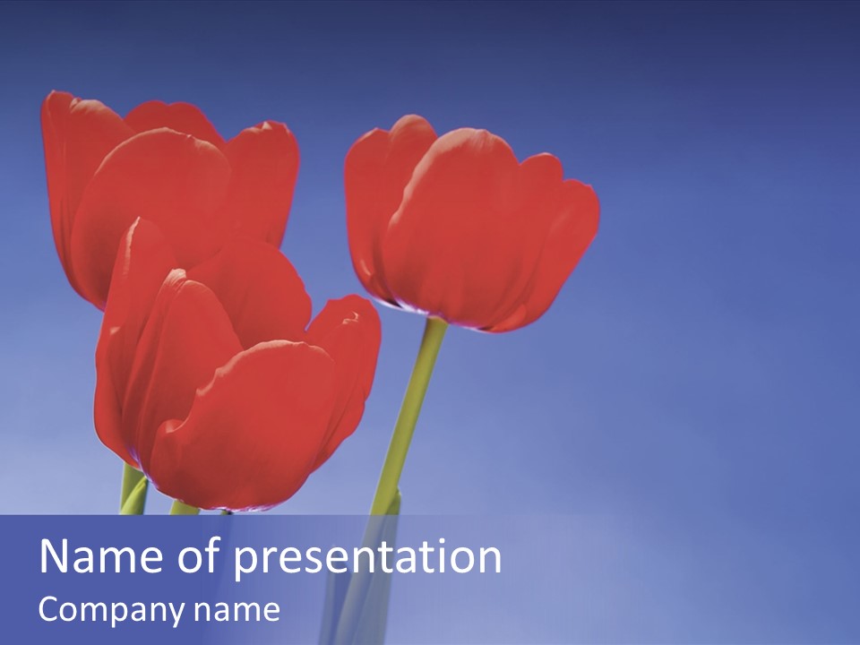 Image Of Red Tulips Against Vivid Blue PowerPoint Template