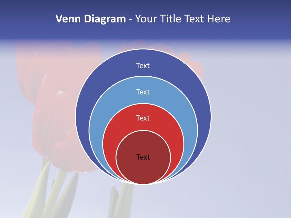 Image Of Red Tulips Against Vivid Blue PowerPoint Template