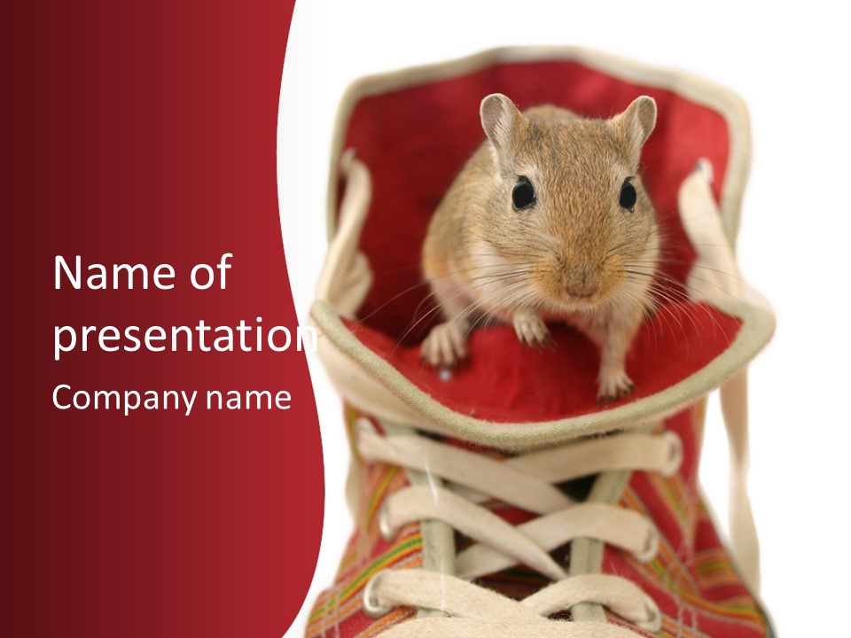 Cute Brown Gerbil Sitting In A Shoe Isolated On White PowerPoint Template