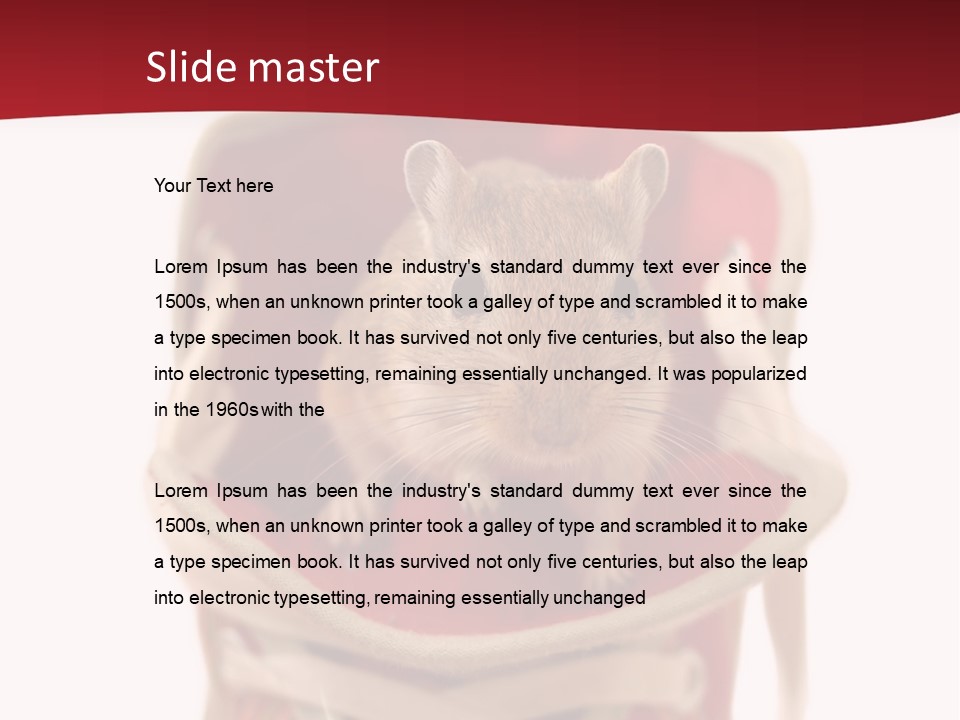 Cute Brown Gerbil Sitting In A Shoe Isolated On White PowerPoint Template