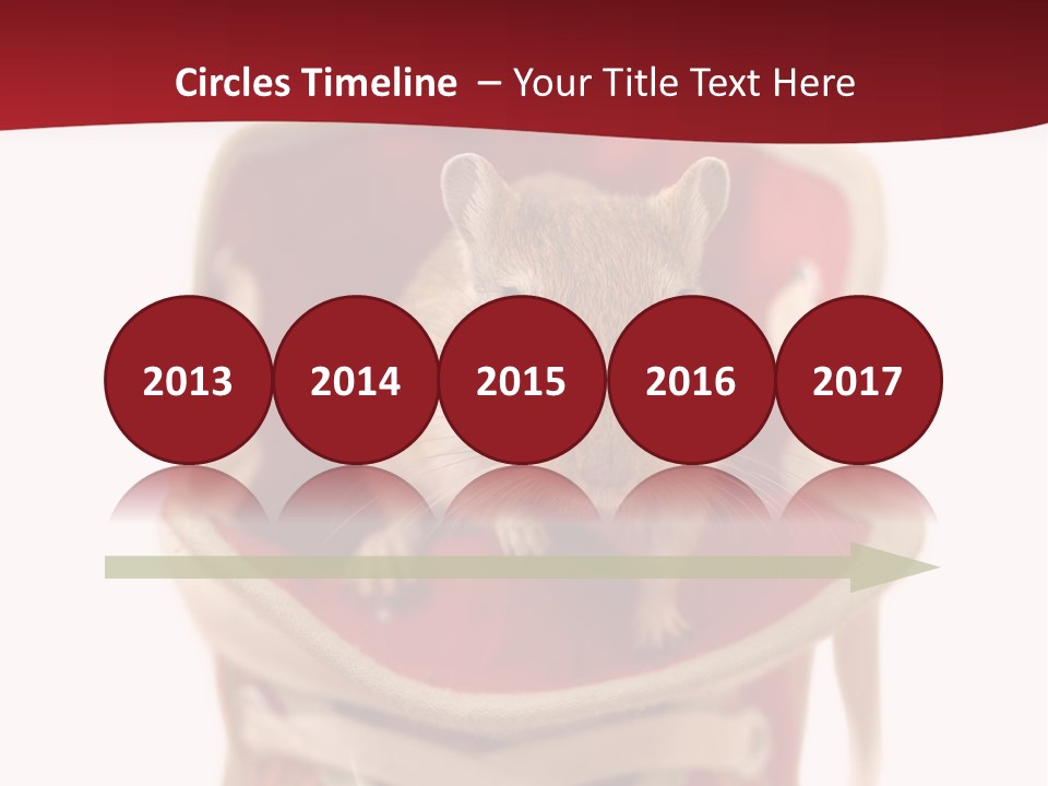 Cute Brown Gerbil Sitting In A Shoe Isolated On White PowerPoint Template