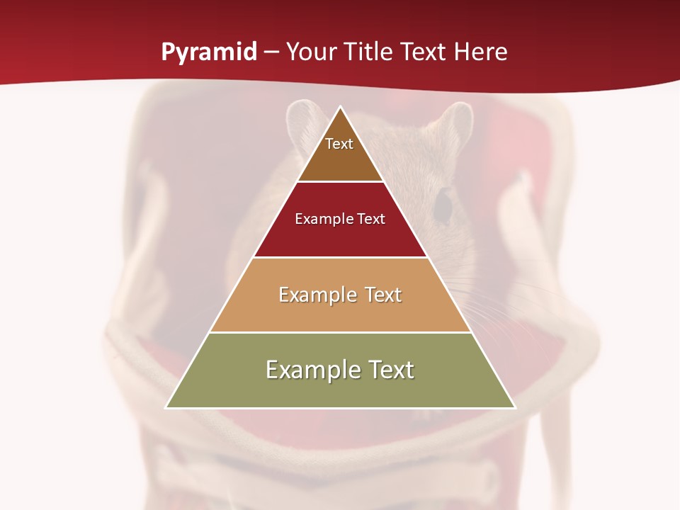 Cute Brown Gerbil Sitting In A Shoe Isolated On White PowerPoint Template