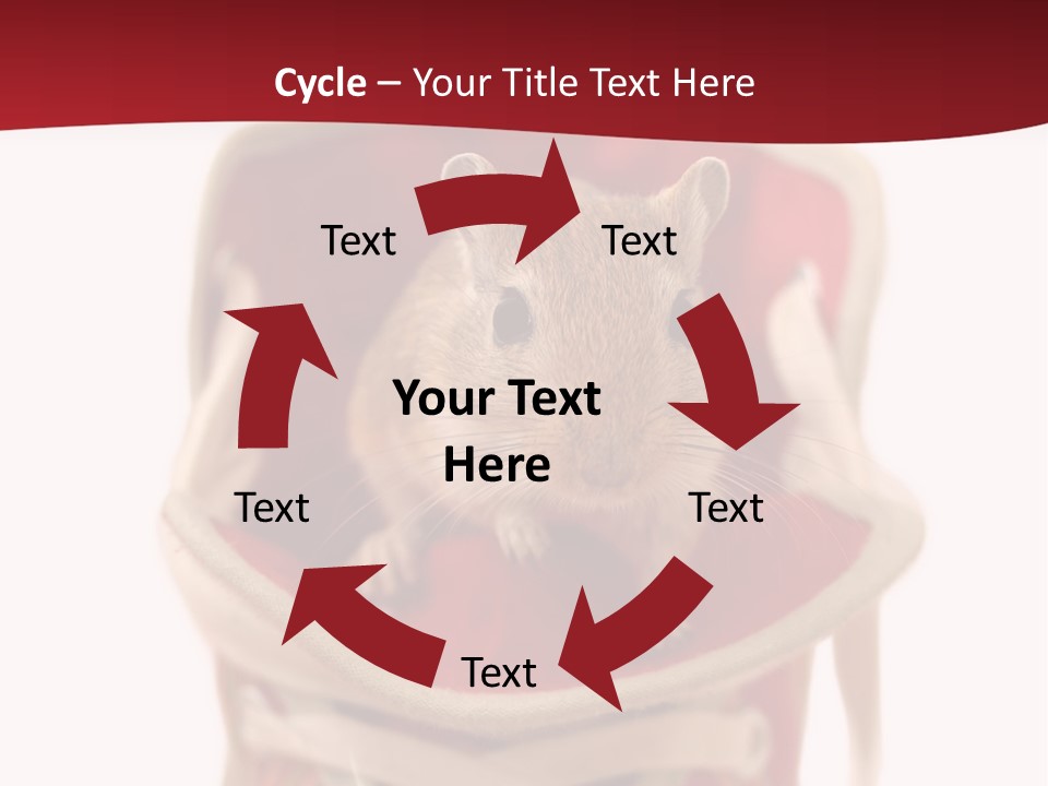 Cute Brown Gerbil Sitting In A Shoe Isolated On White PowerPoint Template