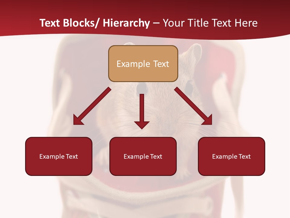 Cute Brown Gerbil Sitting In A Shoe Isolated On White PowerPoint Template