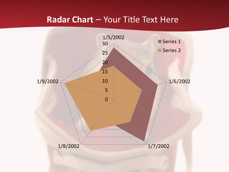 Cute Brown Gerbil Sitting In A Shoe Isolated On White PowerPoint Template