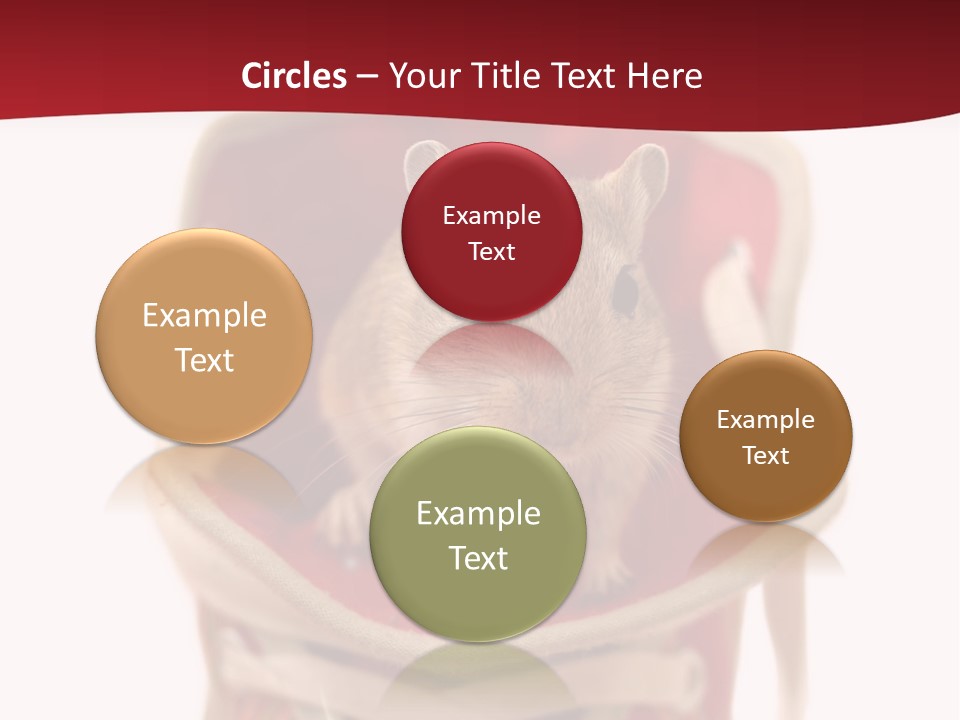 Cute Brown Gerbil Sitting In A Shoe Isolated On White PowerPoint Template