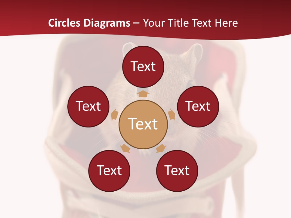 Cute Brown Gerbil Sitting In A Shoe Isolated On White PowerPoint Template