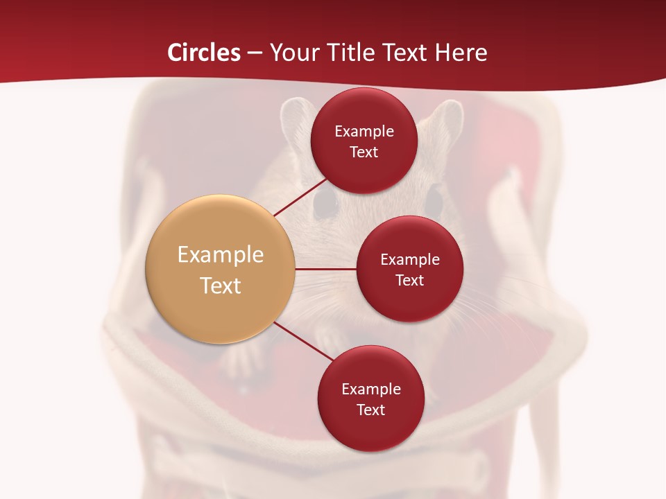 Cute Brown Gerbil Sitting In A Shoe Isolated On White PowerPoint Template