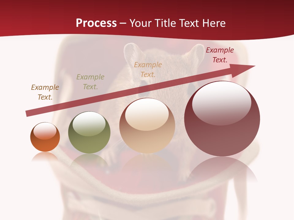 Cute Brown Gerbil Sitting In A Shoe Isolated On White PowerPoint Template