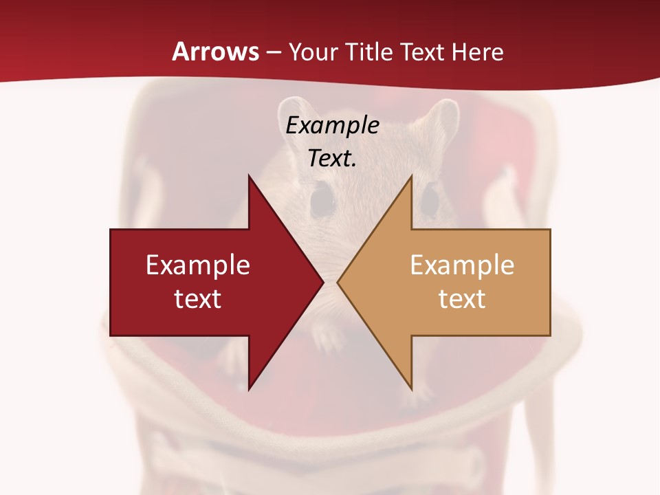 Cute Brown Gerbil Sitting In A Shoe Isolated On White PowerPoint Template