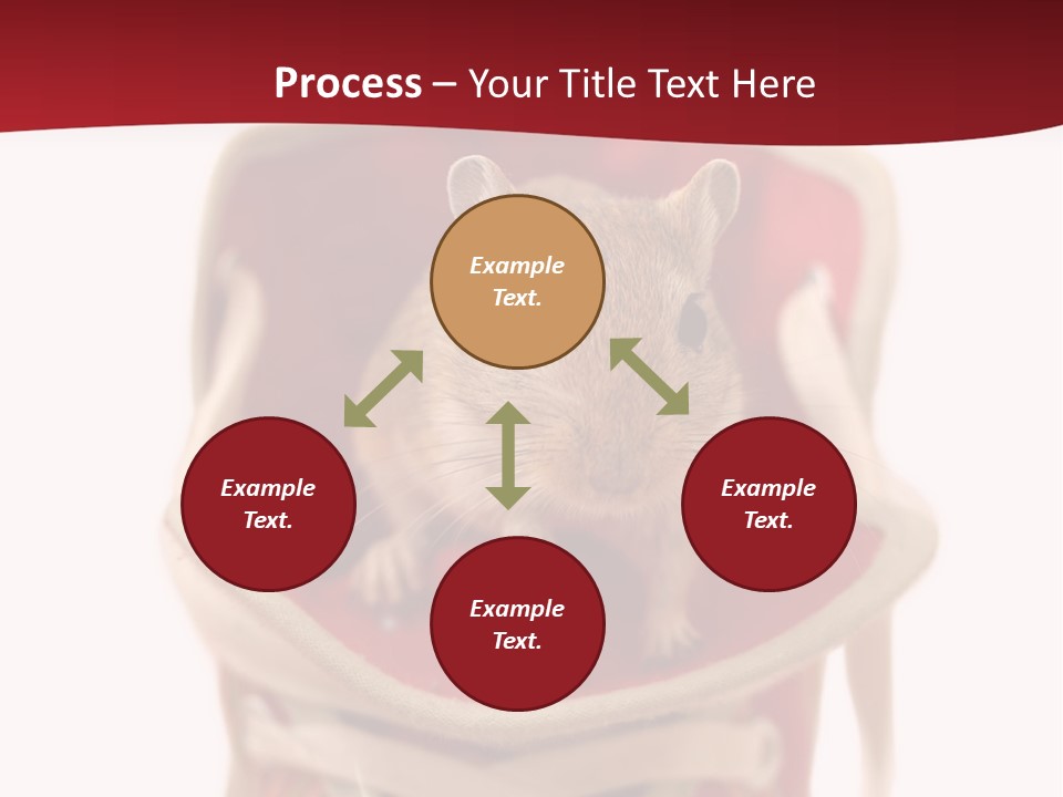 Cute Brown Gerbil Sitting In A Shoe Isolated On White PowerPoint Template