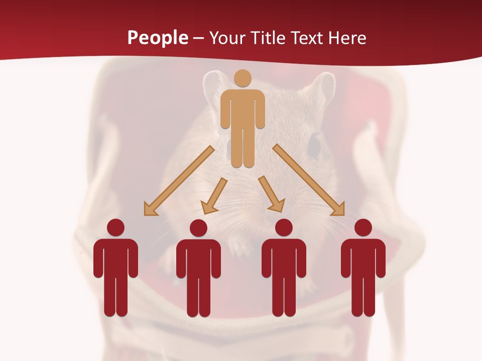 Cute Brown Gerbil Sitting In A Shoe Isolated On White PowerPoint Template