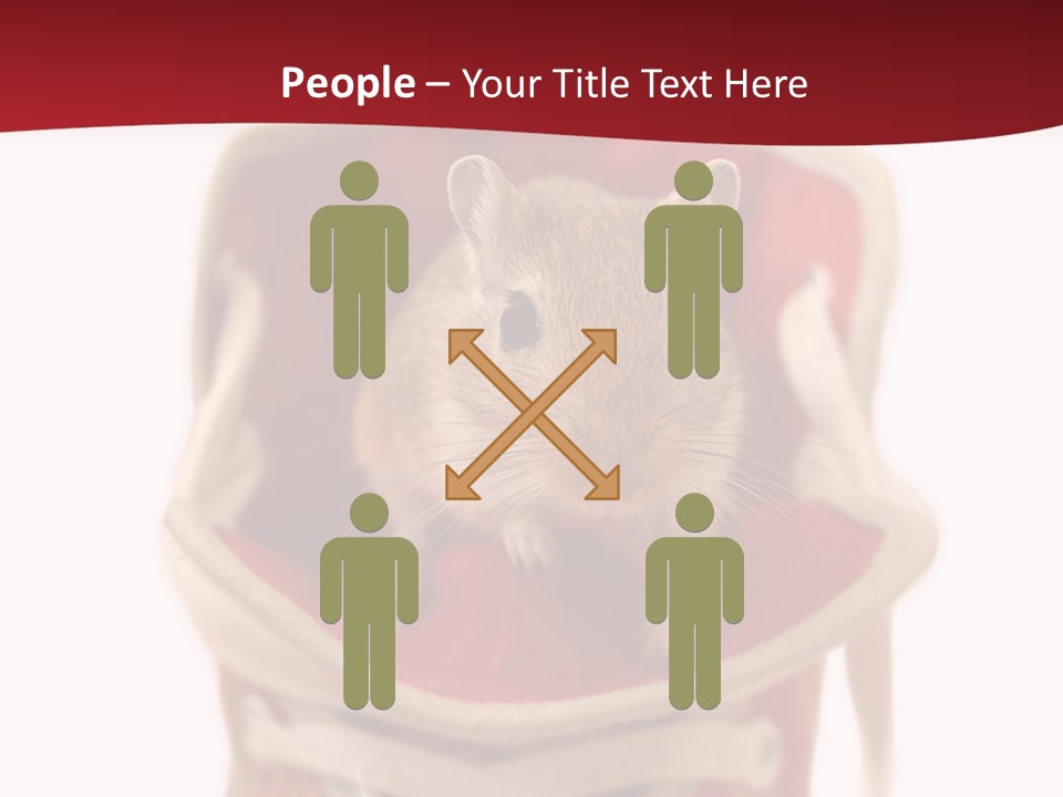 Cute Brown Gerbil Sitting In A Shoe Isolated On White PowerPoint Template