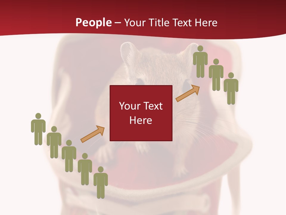 Cute Brown Gerbil Sitting In A Shoe Isolated On White PowerPoint Template