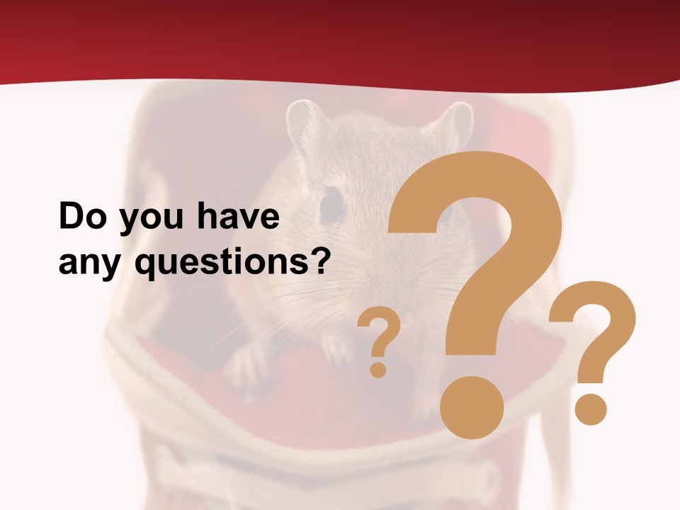 Cute Brown Gerbil Sitting In A Shoe Isolated On White PowerPoint Template