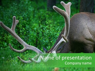 A Deer With Antlers Is Eating Grass In The Woods PowerPoint Template