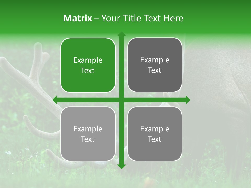 A Deer With Antlers Is Eating Grass In The Woods PowerPoint Template