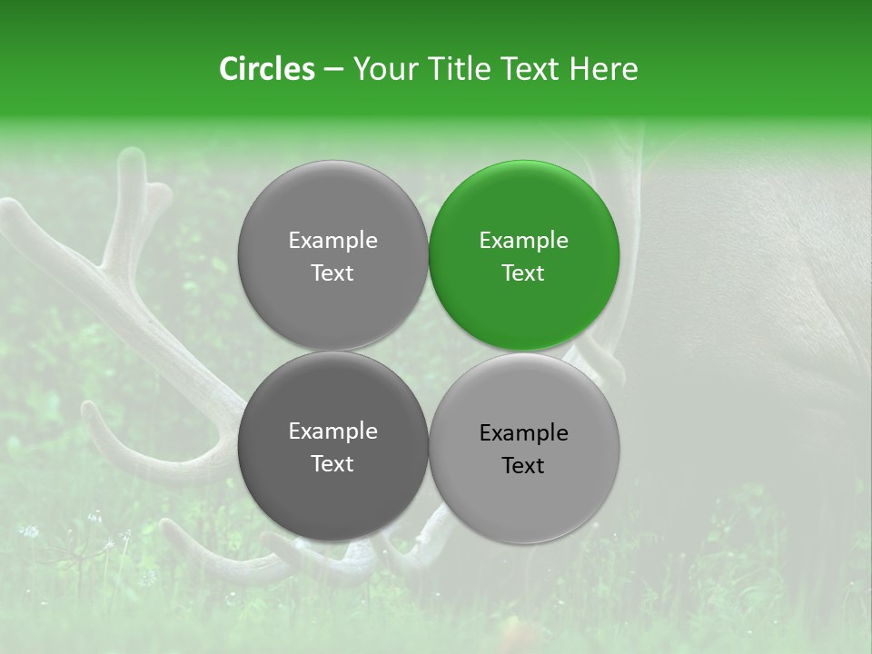 A Deer With Antlers Is Eating Grass In The Woods PowerPoint Template