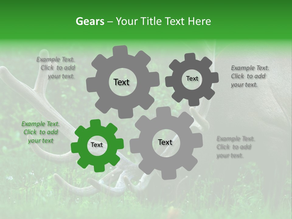 A Deer With Antlers Is Eating Grass In The Woods PowerPoint Template