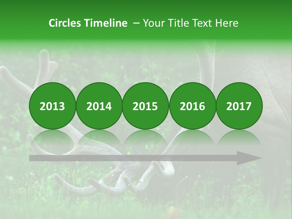 A Deer With Antlers Is Eating Grass In The Woods PowerPoint Template