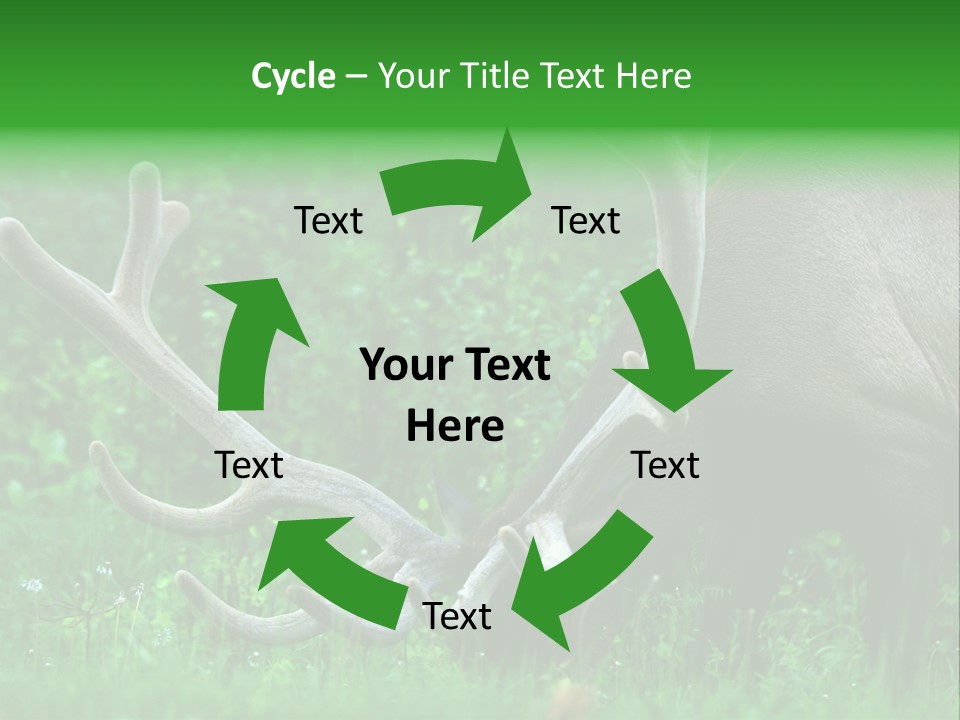 A Deer With Antlers Is Eating Grass In The Woods PowerPoint Template