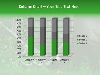 A Deer With Antlers Is Eating Grass In The Woods PowerPoint Template