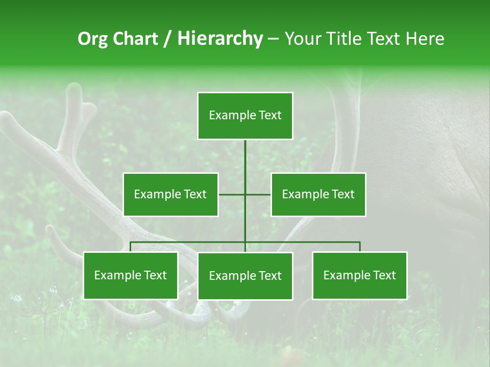 A Deer With Antlers Is Eating Grass In The Woods PowerPoint Template