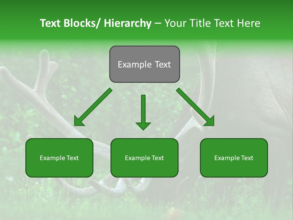 A Deer With Antlers Is Eating Grass In The Woods PowerPoint Template
