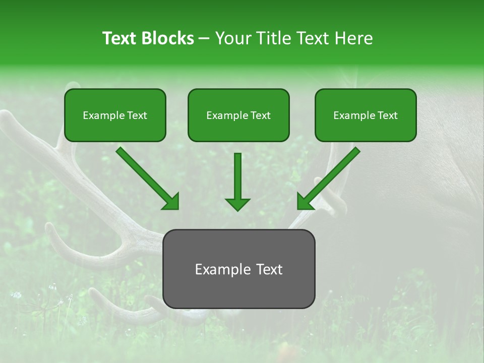 A Deer With Antlers Is Eating Grass In The Woods PowerPoint Template