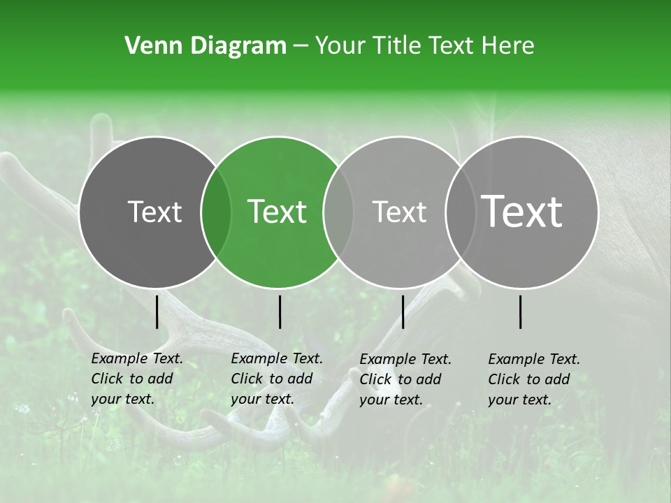 A Deer With Antlers Is Eating Grass In The Woods PowerPoint Template