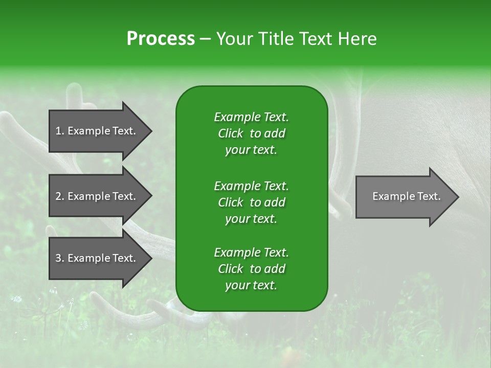 A Deer With Antlers Is Eating Grass In The Woods PowerPoint Template