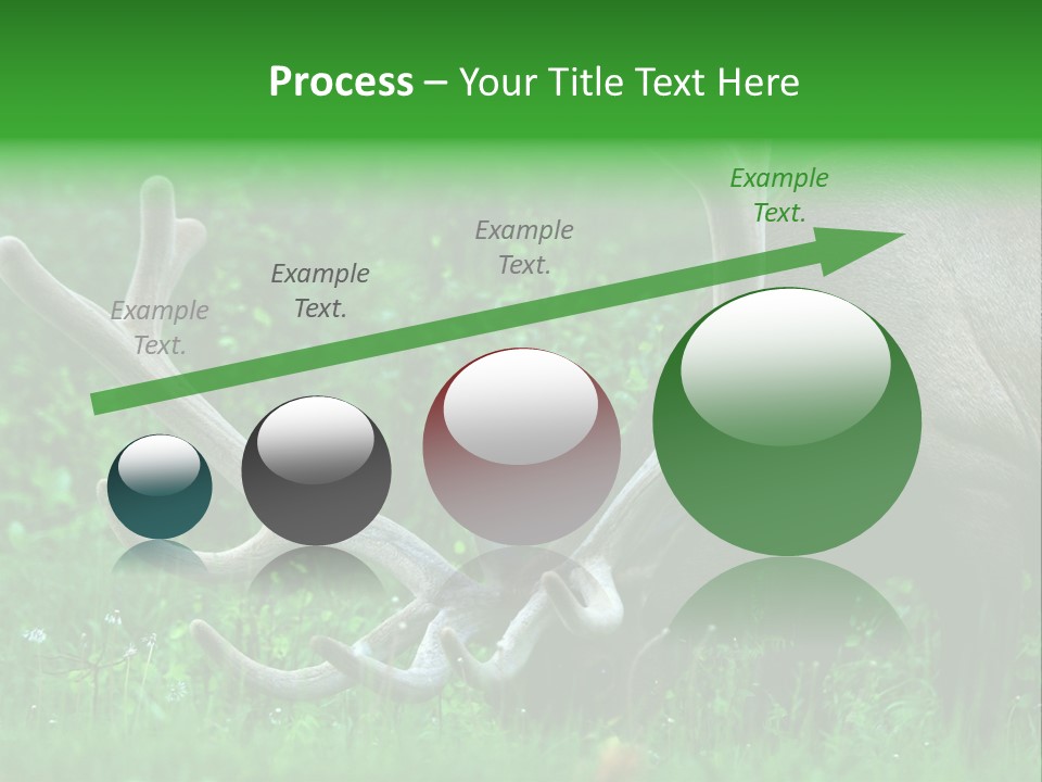 A Deer With Antlers Is Eating Grass In The Woods PowerPoint Template