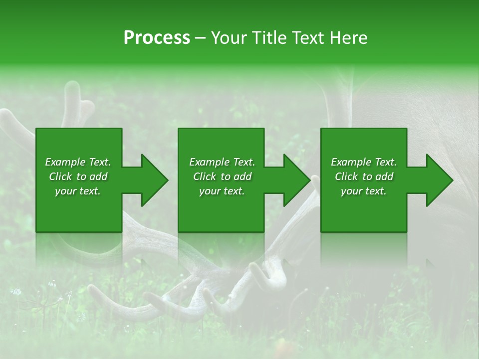 A Deer With Antlers Is Eating Grass In The Woods PowerPoint Template